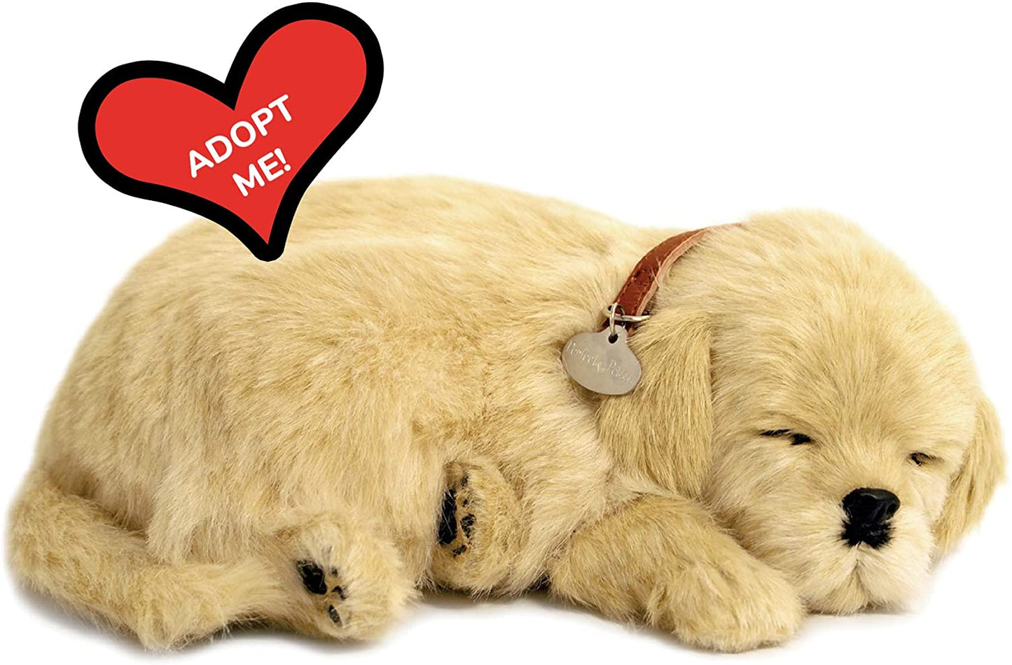 Pp Golden Retriever