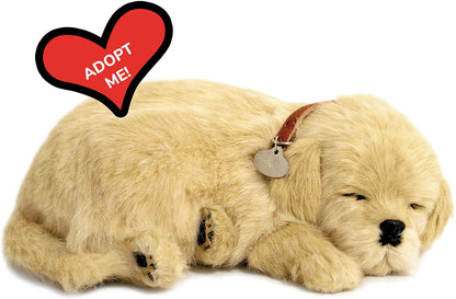 Pp Golden Retriever