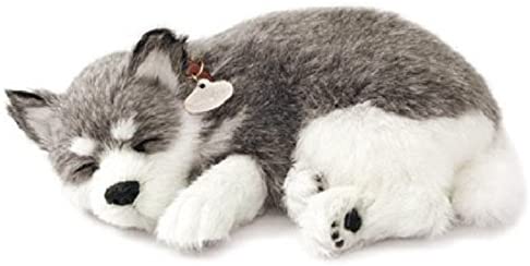 Pp Alaskan Husky