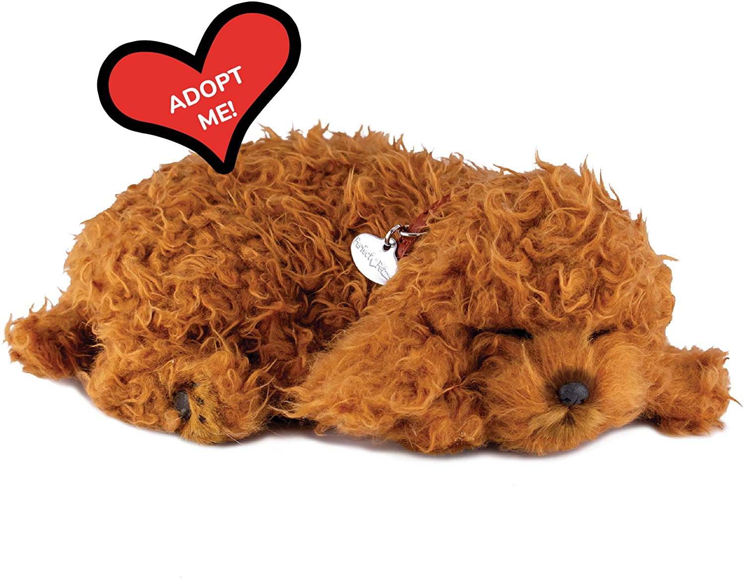 Pp Toy Poodle
